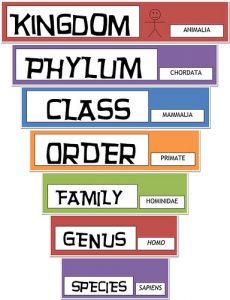 taxonomy animal phylum viruses organisms riu regnes cinc tasca 7th quizizz kingdoms horticulture worksheet wikispaces scienceandnature absaned